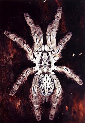 Heteroscodra maculata