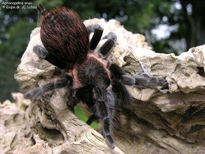 Aphonoplema anax