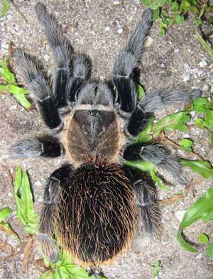 Brachypelma vagans