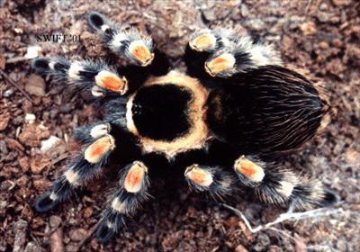Brachypelma smithi