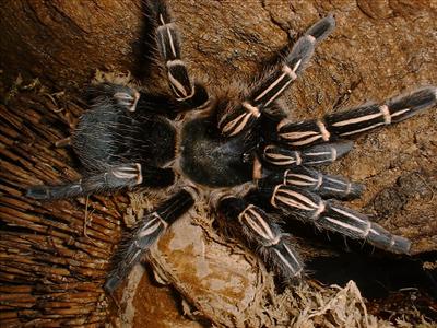 Aphonopelma seemanni