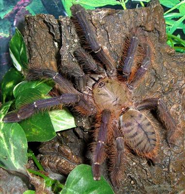 Lampropelma violaceopes