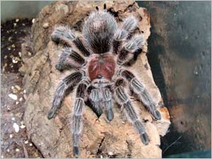 Grammostola porteri