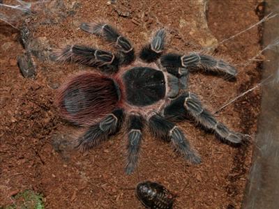 Lasiodora klugi