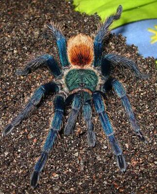 Chromatopelma cyaneopubescens