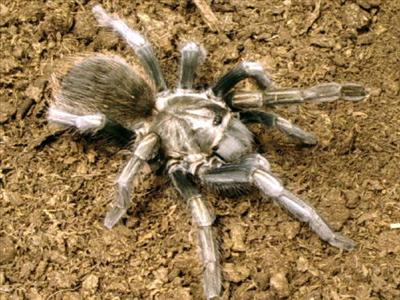 Lasiodorides polycuspulatus