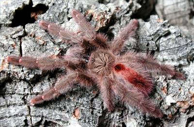 Iridopelma hirsutum