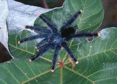 Avicularia velutina