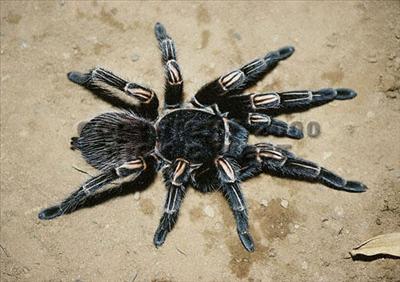 Lasiodorides striatus