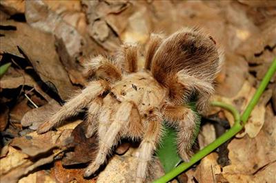 Aphonopelma chalcodes