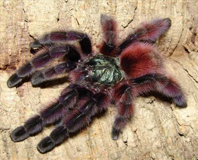 Avicularia vericolor