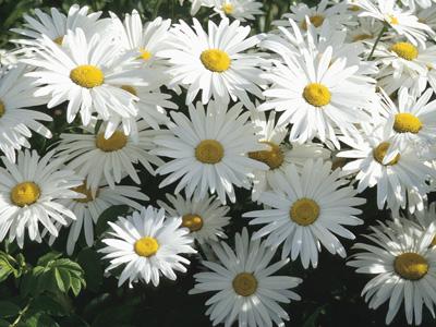 Birsürü Papatya