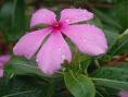A Miri Flower