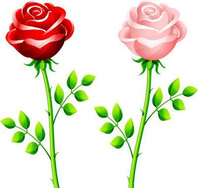 Red and Pink Rose