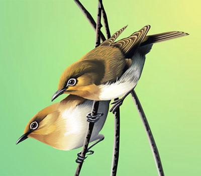 Birds