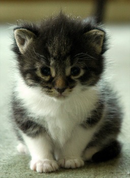 Kitten 