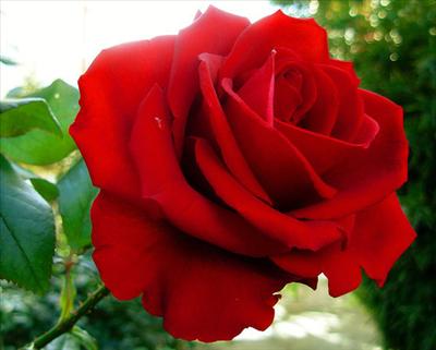 Red Rose