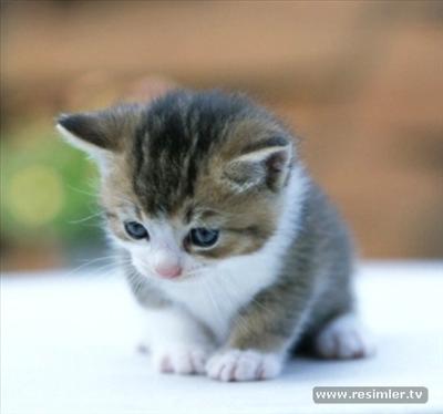 Ufak Kedi
