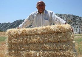 Bir Balya Saman