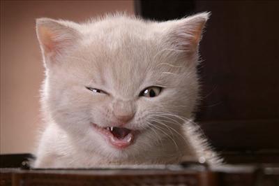kedi