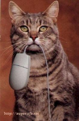 masum kedi