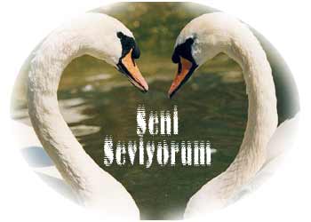 Seni seviyorum 12