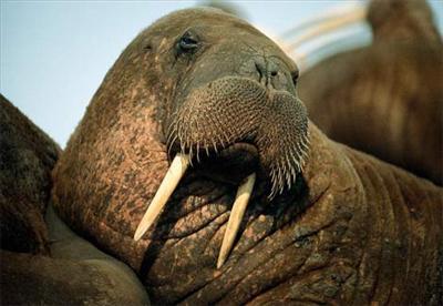 Smelly walrus