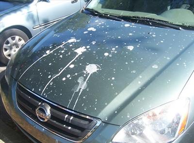 Bird crap