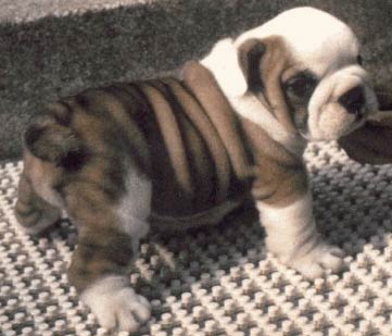 Bull Dog