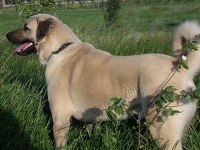 Sivas Kangal