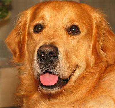 Golden Retviver