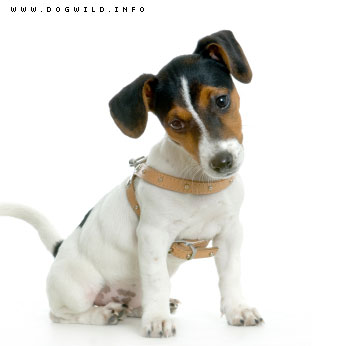JACK RUSSELL