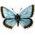 pretty butterfly