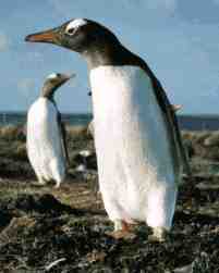 Gentoo penguin