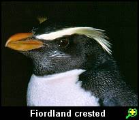 Fiordland penguin