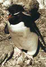 Rockhopper penguin