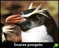 Snares- Island penguin
