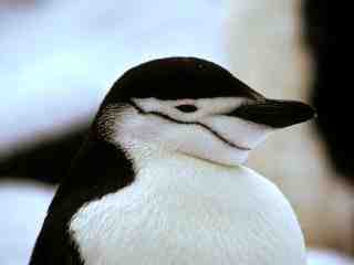 Chinstrap penguin