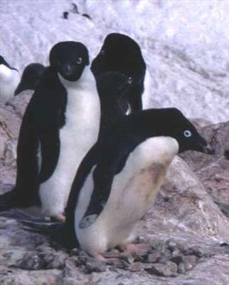 Adelie Penguin 