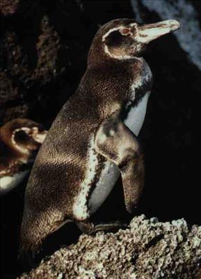 Galapogos penguin