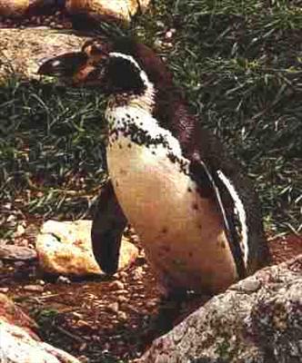 Humboldt penguin