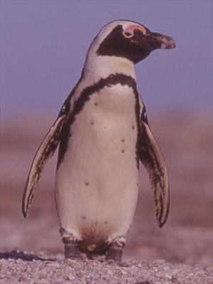 African penguin