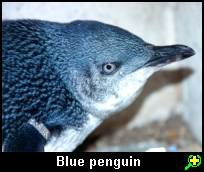 Little blue penguin