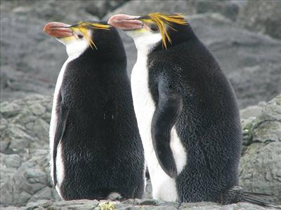 Royal penguin