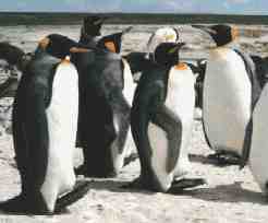 King penguin