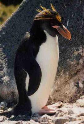 Macoroni penguin