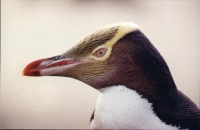 Yellow-eyed penguin