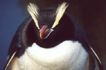 Erect-Crested penguin