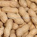 Peanuts