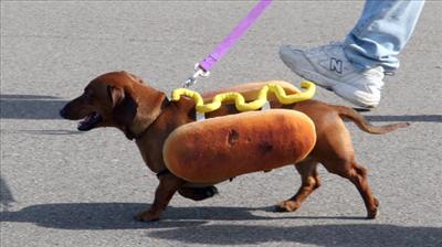hot dog really a hot dog a dog thats a hot dog haha!